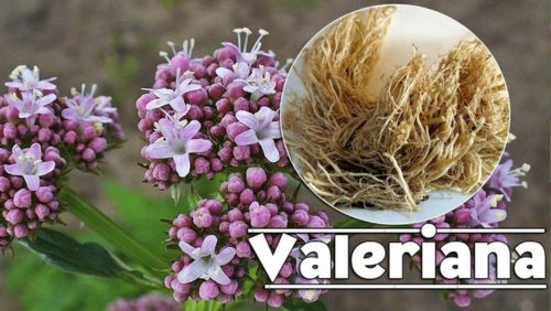 Quais são os benefícios da Valeriana para a saúde